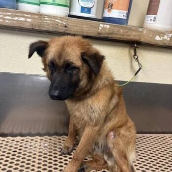 Fenway- Super sweet tripod boy looking for his hero. -  Shepherd Dog for Adoption in Conway, South Carolina - Fenway- Super Sweet Tripod Boy Looking For His Hero. | PetCurious