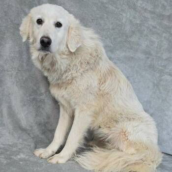 FOSTER NEEDED - Begonia -  Great Pyrenees and Mixed Breed Dog for Adoption - FOSTER NEEDED - Begonia | PetCurious