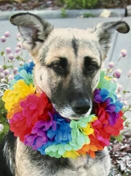 Roxie/1 -  Husky Dog for Adoption in Hutchinson, Kansas - Roxie/1 | PetCurious