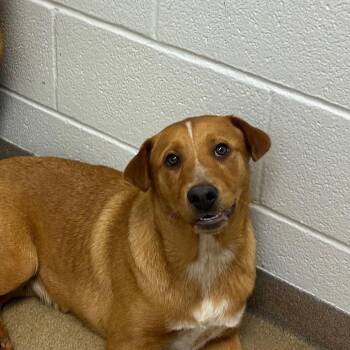 Retriever and Labrador Retriever Dogs Available for Adoption in Rockaway, New Jersey - Dewey GCH | PetCurious
