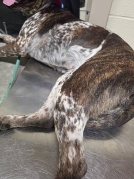 Midnight -  Australian Cattle Dog Blue Heeler and Hound Dog for Adoption in Shelbyville, Tennessee - Midnight | PetCurious