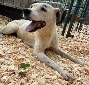 Rescue Labrador Retriever Dogs for Adoption in Troy, Alabama - Doug | PetCurious