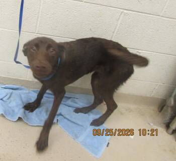 Fiona (302) -  Labrador Retriever and Doberman Pinscher Dog for Adoption in Marietta, Georgia - Fiona (302) | PetCurious