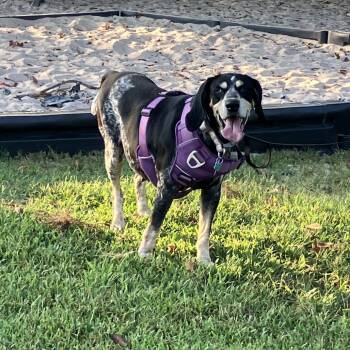 Fiona -  Bluetick Coonhound Dog for Adoption in Madisonville, Tennessee - Fiona | PetCurious