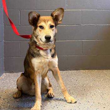 Shepherd Dogs Available for Adoption in Tuscaloosa, Alabama - TUSC-Stray-84269 | PetCurious