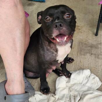Ellis -  American Bully and Mixed Breed Dog for Adoption in Hackett, Arkansas - Ellis | PetCurious