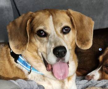 Lena -  Beagle Dog for Adoption in Odessa, Florida - Lena | PetCurious