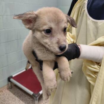 FAY 5316 -  Terrier and Mixed Breed Dog for Adoption in Loxahatchee Groves, Florida - FAY 5316 | PetCurious
