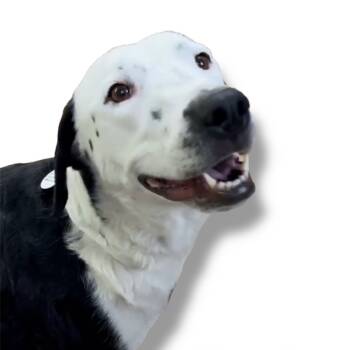 Rescue Dalmatian and Mixed Breed Dogs for Adoption in Scottsdale, Arizona - Beauty | PetCurious