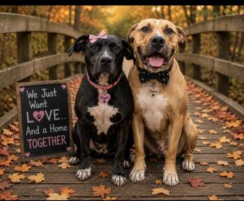 Naya and Storm -  Labrador Retriever and Pit Bull Terrier Dog for Adoption in Cumming, Georgia - Naya And Storm | PetCurious