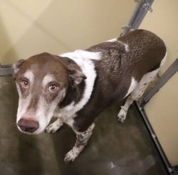 Squirrel -  Border Collie Dog for Adoption in Sioux City, Iowa - Squirrel | PetCurious