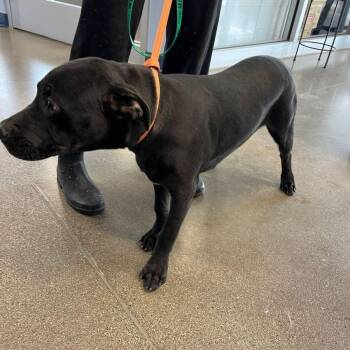 Caesar -  Labrador Retriever and American Staffordshire Terrier Dog for Adoption in Kingman, Arizona - Caesar | PetCurious