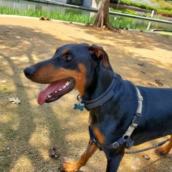 Titus -  Doberman Pinscher Dog for Adoption in Yukon, Oklahoma - Titus | PetCurious