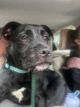 Rescue Terrier and Beagle Dogs for Adoption in New York, New York - Steve | PetCurious