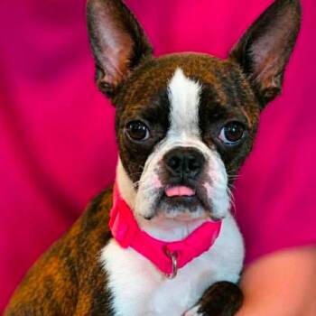 Lizzie -  Boston Terrier Dog for Adoption in Wadena, Minnesota - Lizzie | PetCurious