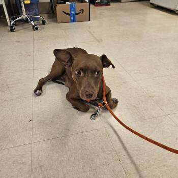 Mixed Breed Dogs Available for Adoption in Lake Panasoffkee, Florida - Cocoa | PetCurious
