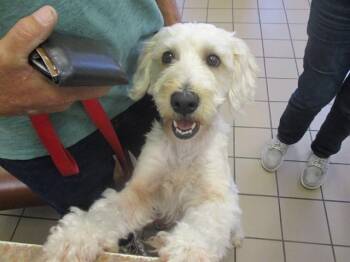 Poodle and Mixed Breed Dogs Available for Adoption in Ocala, Florida - A379768 | PetCurious