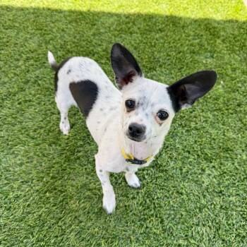 Chihuahua Dogs Available for Adoption in Agoura Hills, California - Gege | PetCurious