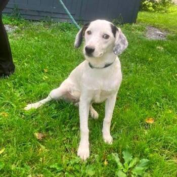 Darla -  Hound Dog for Adoption - Darla | PetCurious