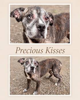 Precious Kisses -  Boxer Dog for Adoption in Zimmerman, Minnesota - Precious Kisses | PetCurious