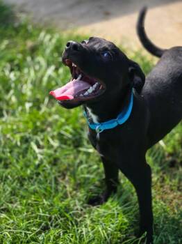 TATER - GREY COLLAR -  Mixed Breed Dog for Adoption in Moberly, Missouri - TATER - GREY COLLAR | PetCurious