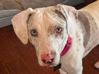 Miley -  Catahoula Leopard Dog Dog for Adoption in Southlake, Texas - Miley | PetCurious