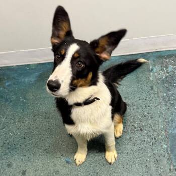 Iris -  Border Collie and Cardigan Welsh Corgi Dog for Adoption in Chico, California - Iris | PetCurious