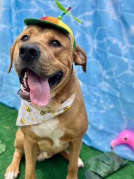 TIM -  Labrador Retriever Dog for Adoption in Charlotte, North Carolina - TIM | PetCurious