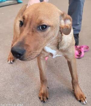 Sophia and Carolina -  Redbone Coonhound Dog for Adoption in Commerce, Texas - Sophia And Carolina | PetCurious