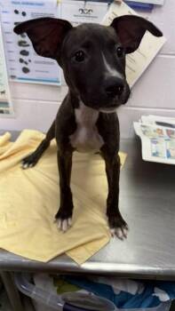 D.O.T. -  Mixed Breed Dog for Adoption in Jacksonville, Florida - D.O.T. | PetCurious
