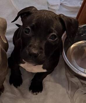 Pit Bull Terrier Dogs Available for Adoption - Aspen | PetCurious