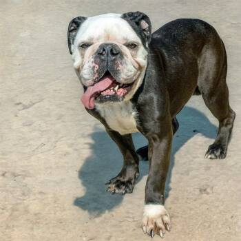 PEEWEE -  English Bulldog and Mixed Breed Dog for Adoption in St. Louis, Missouri - PEEWEE | PetCurious