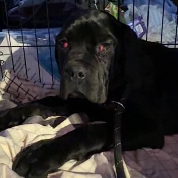 Kano (fka Sasquatch Jr.) -  Cane Corso Dog for Adoption in Manchester, Pennsylvania - Kano (fka Sasquatch Jr.) | PetCurious