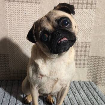 Rescue Pug Dogs for Adoption in San Diego, California - Bernie | PetCurious