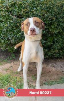 Nami -  Pointer Dog for Adoption in Mobile, Alabama - Nami | PetCurious