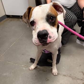 Banjo -  Boxer Dog for Adoption in Yuma, Arizona - Banjo | PetCurious