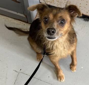 ZIVA -  Chihuahua and Dachshund Dog for Adoption in Corpus Christi, Texas - ZIVA | PetCurious