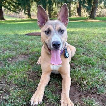 Kenzie -  Mixed Breed Dog for Adoption in Portland, Oregon - Kenzie | PetCurious