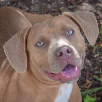Indie -  American Staffordshire Terrier and Weimaraner Dog for Adoption in Huntley, Illinois - Indie | PetCurious