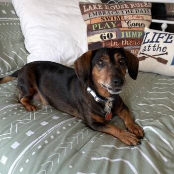 Dollup -  Dachshund Dog for Adoption in Heber Springs, Arkansas - Dollup | PetCurious