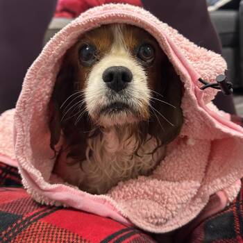 Cavalier King Charles Spaniel Dogs Available for Adoption in Rockville, Maryland - Mandy | PetCurious