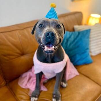 Pit Bull Terrier and Staffordshire Bull Terrier Dogs Available for Adoption in Friendswood, Texas - Mildred Blue Ribbon Belle | PetCurious