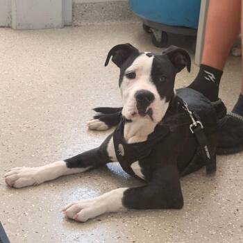 Bruce -  Pit Bull Terrier Dog for Adoption in Indianapolis, Indiana - Bruce | PetCurious
