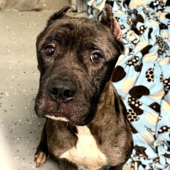 Pluto -  Cane Corso Dog for Adoption in Waldorf, Maryland - Pluto | PetCurious