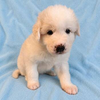 Tornado -  Great Pyrenees and Mixed Breed Dog for Adoption in St. Peters, Missouri - Tornado | PetCurious