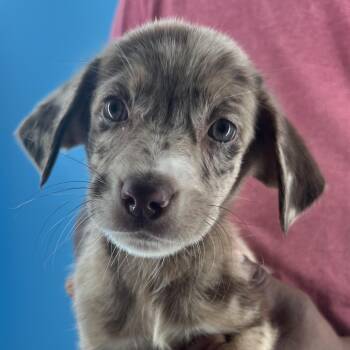 Barley - Local October 9-11 -  Catahoula Leopard Dog Dog for Adoption in Brookshire, Texas - Barley - Local October 9-11 | PetCurious