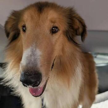 Zane -  Collie Dog for Adoption in Dublin, Ohio - Zane | PetCurious