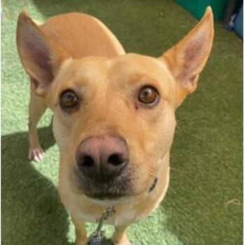 Labrador Retriever and Mixed Breed Dogs Available for Adoption in Fort Collins, Colorado - Bean | PetCurious