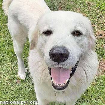 Rescue Great Pyrenees Dogs for Adoption in Beacon, New York - Yeti In SC - Energetic, Playful & Sweet! | PetCurious