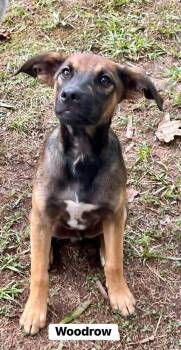 Woodrow (Lonesome Dove litter) -  Dachshund and Australian Shepherd Dog for Adoption in Gillsville, Georgia - Woodrow (Lonesome Dove Litter) | PetCurious